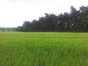 Thumbnail of Cutting left of an open field