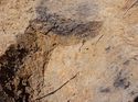 Thumbnail of Southeast facing section of Pit [1003], no scale