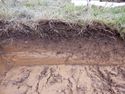 Thumbnail of North facing representative section of Trench 9, no scale
