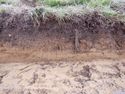 Thumbnail of West facing section representative section of Trench 8, no scale