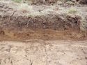 Thumbnail of North facing representative section of Trench 4, no scale