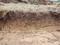 Thumbnail of Northwest facing representative section of Trench 7, no scale