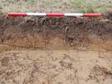 Thumbnail of Southwest facing representative section of Trench 3, 1x1m scale