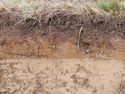 Thumbnail of Southwest facing representative section of Trench 3, no scale