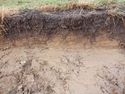 Thumbnail of Northeast facing representative section of Trench 2, no scale