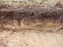 Thumbnail of Northeast facing representative section of Trench 1, no scale