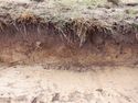 Thumbnail of Northwest facing representative section of Trench 5, no scale