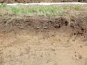 Thumbnail of Northwest facing representative section of Trench 6, no scale