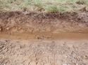 Thumbnail of South facing representative section of Trench 6, no scale