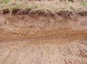 Thumbnail of West facing representative seciton of Trench 8, no scale