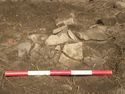 Thumbnail of In situ spread of smashed pottery