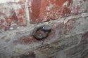 Thumbnail of Shot of a ring on the north-east wall of G9, used to secure a horse