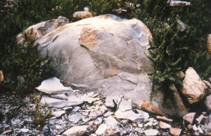 Large exfoliating boulder of Table Mountain Sandstone lying in the
    gully below Montagu Cave.