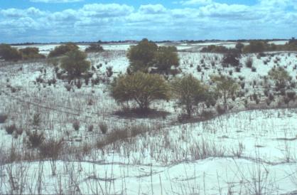 A view across the shifting dunes of Elandsfontein