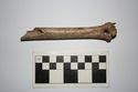 Thumbnail of SF259: Bone Worked Perforated longbone