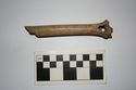 Thumbnail of SF259 REVERSE: Bone Worked Perforated longbone