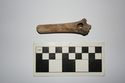 Thumbnail of SF260: Bone Worked Perforated longbone