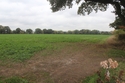 Thumbnail of Western field looking SW