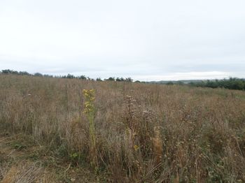 Land East of Buckingham Archaeological Evaluation (cotswold2-282467)