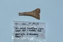 Thumbnail of Bear? Thoracic vertebra fragment 0218. 2000's collection, cm/mm scale. <br  />(IMG_6169.jpg)