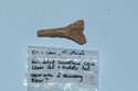 Thumbnail of Bear? Thoracic vertebra fragment 0218. 2000's collection, cm/mm scale. <br  />(IMG_6170.jpg)