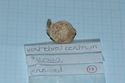 Thumbnail of Bear?, cervical vertebral centrum 0214. 2000's collection, cm/mm scale. <br  />(IMG_6174.jpg)