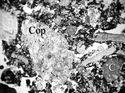 Thumbnail of Fig_15_143a_cop_1.75_ppl_b_and_w_labelled