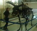 Thumbnail of Me with an Aurochs at the Zoology Museum in Cambridge
