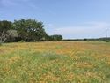 Thumbnail of Wildflower meadow