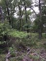 Thumbnail of Lovely east Texas thicket