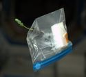 Thumbnail of Sunflower seedling, grown by Don Petit