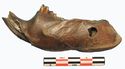 Thumbnail of Tool on beaver s mandible, Zamostje 2, excavation 2011