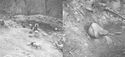 Thumbnail of Fig. 7. La Bastida, 1950. Left: the excavation area; right: jar burial.