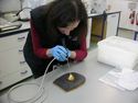 Thumbnail of One of the objects going on display at the new Stonehenge Visitor Centre being examined using an endoscope.