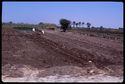 Thumbnail of Cultivated fields. Upper Egypt, uncertain location. <br  />(<b>Filename:</b> nq_ads_269.jpg)
