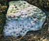 Thumbnail of 2005_INORA_article_fig1_rock_persp.jpg