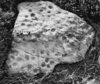 Thumbnail of 2005_INORA_article_fig1_rock_persp_bw.jpg