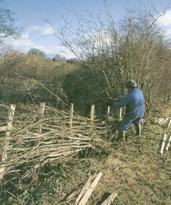 A hedgerow