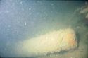 Thumbnail of hz 0990p- hzu-c19 underwater photo
