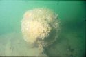 Thumbnail of hz 1017p- hzu-e02 underwater photo cascabel