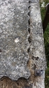 Thumbnail of Stobs Camp (Stobs, Hawick). Hutment No 7, detail of wavy edge of concrete floor