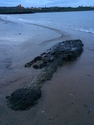 Thumbnail of RNAS South Shields (Westoe, South Tyneside, Tyne and Wear). Isolated concretion.