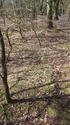 Thumbnail of View of possible fire trench traverse, facing west (Mousehold Heath, Thorpe Hamlet, Norwich, Norfolk).