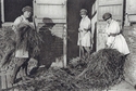 Thumbnail of Women's War-Work on a Royal Farm'. Miss Hilda Hobson, Miss Marjorie Maxfield and Miss Phyllis Hobson, workers on the Sandringham estate (Sandringham, Norfolk, King’s Lynn and West Norfolk, Norfolk).