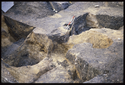 Thumbnail of S733 IAS 4201