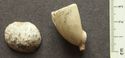 Thumbnail of Conistone Moor: 1. fossil cockleshell, 2. claypipe bowl