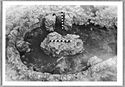 Thumbnail of Hartshill site photo (B&W) - kiln 19/19A image 4 