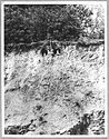 Thumbnail of Hartshill site photo (B&W) - kiln 34 image 1 