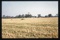 Thumbnail of Mancetter Broadclose site photo (colour slide) - general view of site showing surroundings 