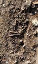 Thumbnail of Figure 5.39: photograph of Grave 31507.